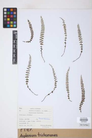 Asplenium trichomanes L.