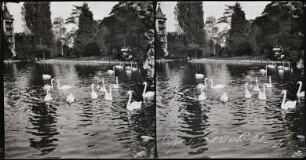 Paris. Schwäne im Jardin d'Acclimatation