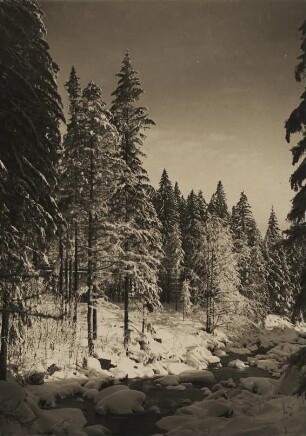 Deutschland. Schlesien. Winterlicher Wald am Zackenbach bei Josephinenhütte im Riesengebirge