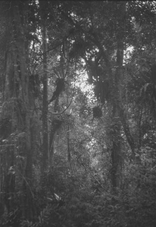 Im Urwald am Weg : Dschungellandschaft