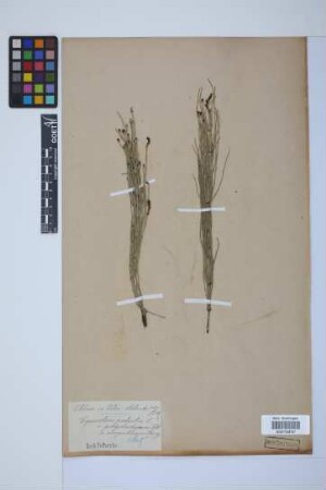 Equisetum palustre L.