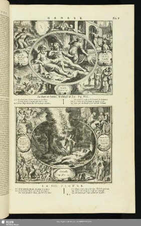 Genese. Fig. VII