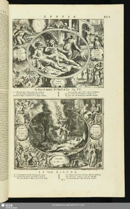 Genese. Fig. VII