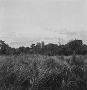Graslandschaft : Blick über dichtes Gras zum Waldsaum