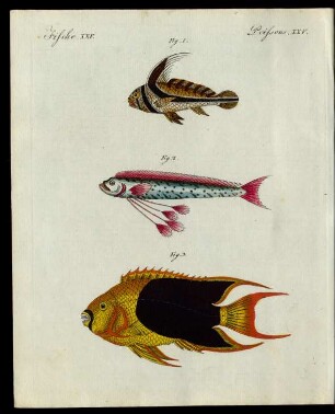 Sonderbare Fische.