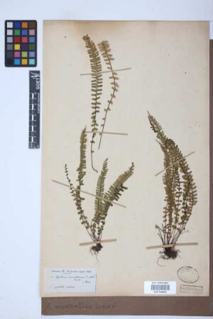 Asplenium monanthes
