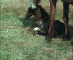 Equus caballus (Equidae) - Geburt im Herdenverband