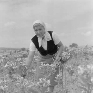Tabakernte auf den Feldern der Landwirtschaftlichen Produktionsgenossenschaft in Konusch in der Gegend von Chaskowo
