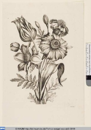 Tulpe und Anemone