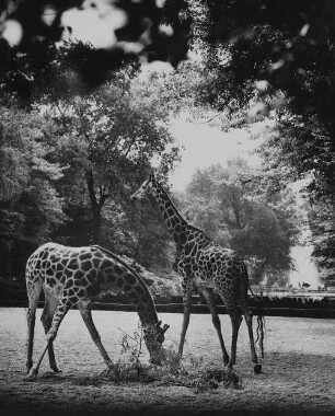 Archivfotografie "motive_tiere_zoo_giraffen_on02"