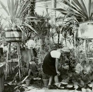 Dresden. 1. Pioniertreffen der DDR. Junge Naturforscher in der Orangerie in Pillnitz