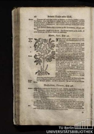 Cap. 45. Ahorn, Acer.