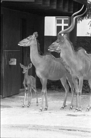 Jungtiere im Karlsruher Zoo