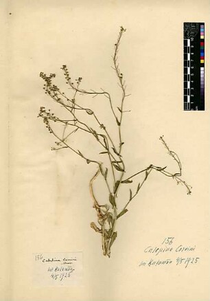 Cruciferae Calepina Corvini Desvaux, Auguste-Nicaise (1784 - 1856) [Katamon]