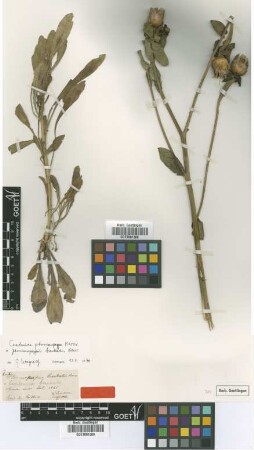 Ptosimopappus bracteatus Boiss. [type]