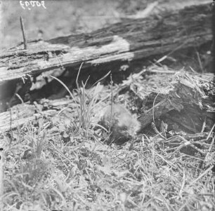 Feldmaus : Feldmaus (Microtus arvalis Pallas).
