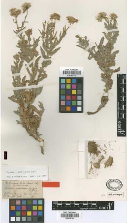 Pulicaria mauritanica Coss. [isotype]