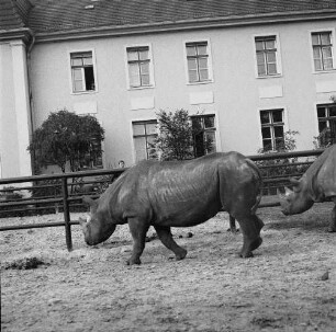 Zootiere. Nashörner im Tierpark Berlin-Friedrichsfelde
