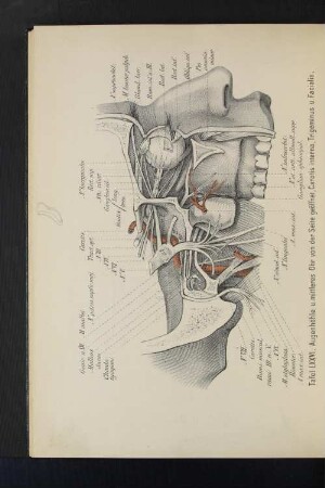 Tafel LXXVI. Augenhöhle u. mittleres Ohr von der Seite geöffnet. Carotis interna, Trigeminus u. Facialis.