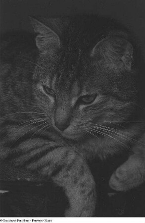 Kopf und Vorderkörper einer Katze