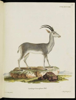 CCLXXVIII. Antilope leucophaea Pall.