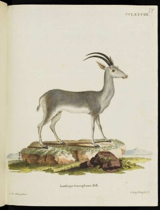 CCLXXVIII. Antilope leucophaea Pall.