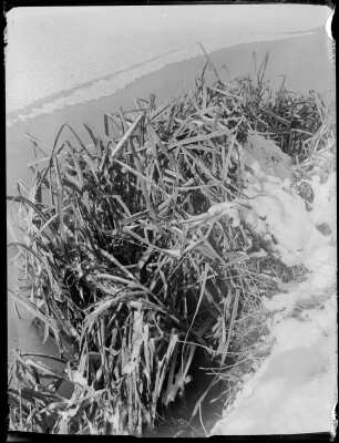 Igelkolben im Schnee