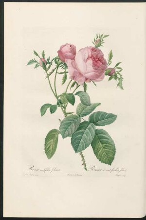 Rosa centifolia foliacea. Rosier à cent feuilles, foliacé. Langlois sculp.