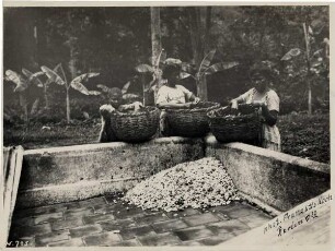 Puerto Cabello: Kakaotrockentenne