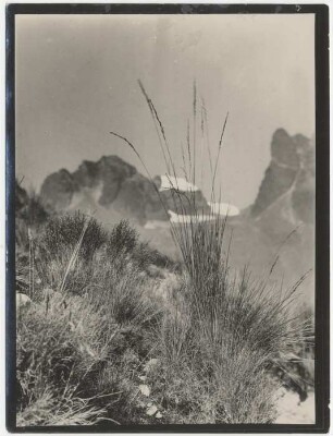 Llapaflur und große Festuca