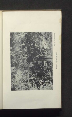 Typical forastero tree