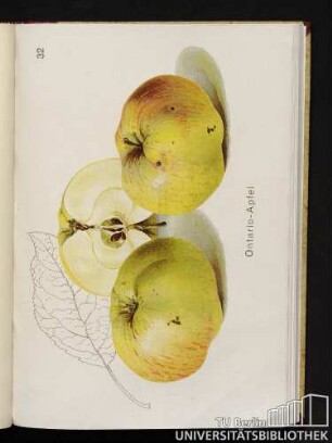 32. Ontario-Apfel.