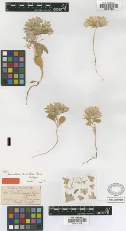 Actinolema macrolema Boiss. [syntype]