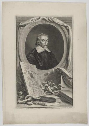 Bildnis des William Harvey