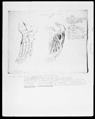Anatomische Studien — Fuß, Skelett und Muskeln, Rückseite, Folio 19
