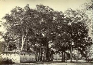 Feigenbaum