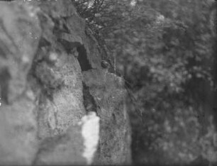 Gartenrotschwanz : Rochlitzer Berg, Gartenrotschwanz (Phoenicurus phoenicurus L.) vor der Nisthöhle.