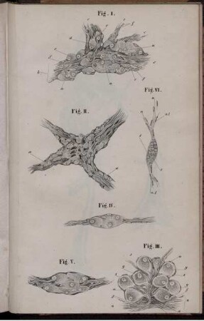 Fig. I. [bis] Fig. VI.