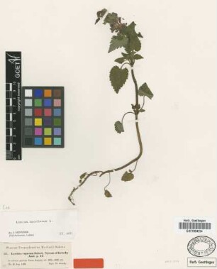 Lamium cupreum Schott, Nyman & Kotschy [type]