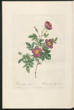 Rosa Alpina vulgaris. Rosier des Alpes commun. Chapuy sculp.