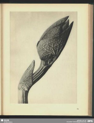 Aristolochia clematitis