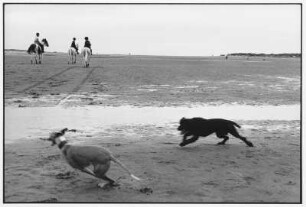 England. Hunde und Reiter am Strand