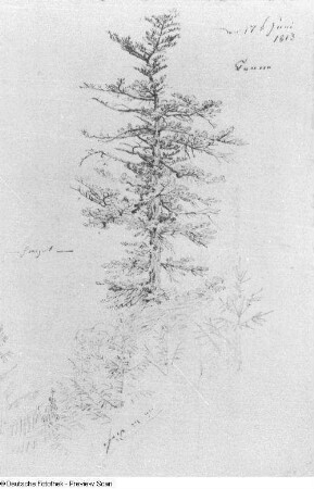 Studie eines Tannenbaumes