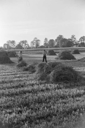Spreewald um 1940. Heuernte auf den Wiesen. : Błóta wokoło 1940. Synowe žně.