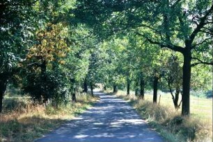 Fahrweg beidseitig mit Obstbäumen