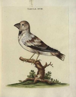 Tabvla. XVIII.