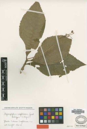 Rhytidophyllum wrightianum Griseb. [holotype]