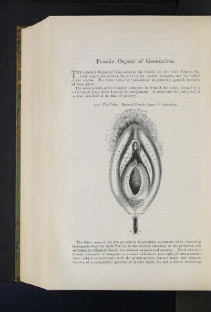 Female Organs of Generation