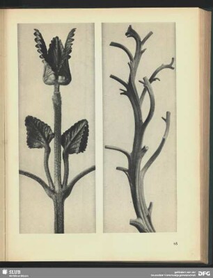 Nicotiana rustica