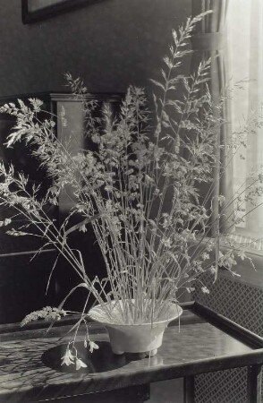 "Blumen um uns" (Photographische Plaudereien in Wort und Bild). Gräsergesteck in einer Schale, auf einem Couchtisch stehend